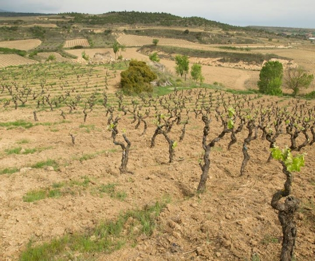 Recorre nuestros vinedos